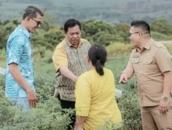 Jelang Panen Raya Cabai, Rumondang Kudadiri Sampaikan Terima Kasih ke Bupati Dairi