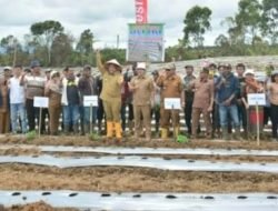 Bupati Dairi Tanam Cabai Bersama Kelompok Suka Tani dan Bagi Alat Pertanian 5 Unit