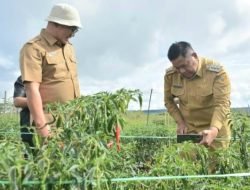 Sudah Panen 1,5 Ton, Bupati Dairi Tinjau Lahan Cabai di Kawasan Pertanian Terpadu