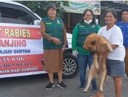 Dinas Ketapang dan Pertanian Kab. Samosir Laksanakan Vaksinasi Massal Rabies