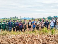 Pemkab Samosir Lakukan Penanaman Perdana Padi Gogo Bersama Poktan St. Adrianus Peajolo Desa Maduma.