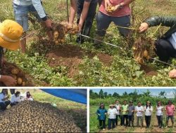 Prospek Cerah Pertanian Kentang di Desa Ronggurnihuta, Kelompok Tani Purma Panen Kentang