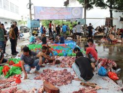 Rayakan Idul Adha 1445 H, Keluarga Besar IPK Qurban 9 Sapi dan 33 Ekor Kambing