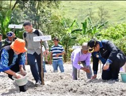 Bupati Samosir Tanam Bawang Merah Bersama Poktan Marsada Desa Sampur Toba