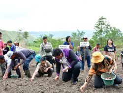 Bupati Samosir Tanam Bawang Bersama Poktan Desa Hariara Pohan.