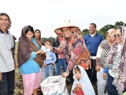 Bupati Samosir Pacu Semangat Petani, Kali ini Panen Kentang Bersama Kelompok Tani Marlundu