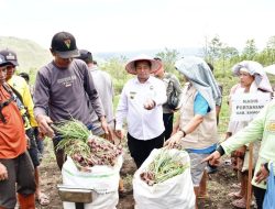 Bupati Samosir Panen Bawang Merah Yang Ditanamnya Bersama Kelompok Tani Bersama di Desa Hariara Pohan