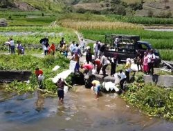 Jaga Kelestarian Ekosistem Danau Toba, DKP Provsu Bersama Pemkab. Samosir Tabur Benih Ikan di Danau Toba