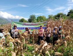 Bhabinkamtibmas Polres Samosir Panen Perdana Jagung, Progran Ketahanan Pangan Bersama Warga