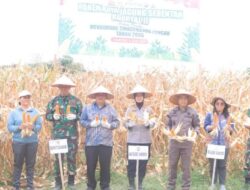 Program Ketahanan Pangan, Panen Raya Jagung di Samosir Capai 30 Ton 