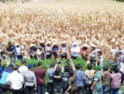 Dukung Presiden, Kapoldasu Bersama Bupati/ Wabup Samosir Tinjau Lahan Jagung di Simarmata