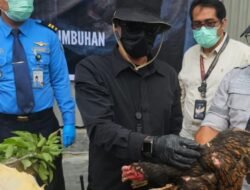 Tanggapan Karantina Sumut Melalui Katim Gakkum; Karantina tidak Menutup Pelayanan, Asalkan Jelas Asal Usul Ayam