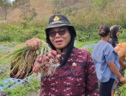 Panen Bawang Merah di Desa Sarimarihit Berhasil