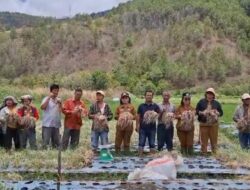 Sukses Panen Bawang Merah di Samosir,  Bantuan Pemkab Berbuah Manis