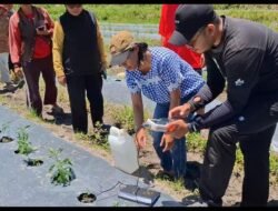 BI Perwakilan Sibolga dan Pemkab Samosir Gelar Pelatihan Digital Farming untuk Petani Lokal