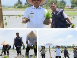 Wakil Bupati Toba Minta Penyuluh Serius Beri Perhatian Saat Tanam Padi Bersama di Kecamatan Laguboti