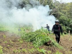 Satuan Brimob Polda Sumut Musnahkan 10 Hektar Ladang Ganja di Perbukitan Mandailing Natal