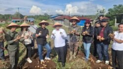 Plt. Sesditjen Lahan dan Irigasi Pertanian Kementerian Pertanian RI Dampingi Panen Kentang di KPT Tele