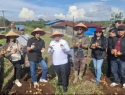 Plt. Sesditjen Lahan dan Irigasi Pertanian Kementerian Pertanian RI Dampingi Panen Kentang di KPT Tele