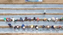 Samosir Jadi Sentra Bawang Putih Sumut, Bupati Vandiko Tanam Perdana Bersama Petani Desa Maduma : “Jawab Kepercayaan Presiden Prabowo”