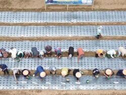 Samosir Jadi Sentra Bawang Putih Sumut, Bupati Vandiko Tanam Perdana Bersama Petani Desa Maduma : “Jawab Kepercayaan Presiden Prabowo”