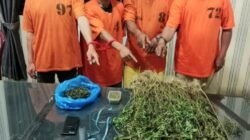 4 Pria Diciduk Satnarkoba Polres Karo dan 75 Batang Ganja di Perladangan