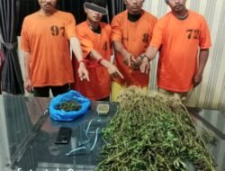 4 Pria Diciduk Satnarkoba Polres Karo dan 75 Batang Ganja di Perladangan