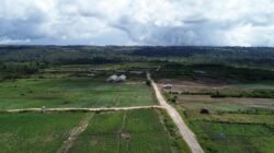 Bupati Vandiko Tinjau KPT Tele Bersama Tim Kemenko Pangan, Kementan, PU & PLN: 300 Ha Siap Jadi Sentra Bawang Putih Samosir