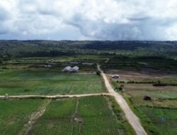 Bupati Vandiko Tinjau KPT Tele Bersama Tim Kemenko Pangan, Kementan, PU & PLN: 300 Ha Siap Jadi Sentra Bawang Putih Samosir