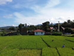 Fungisida Heksakonazol Basmi Penyakit Patah Leher, Kadis Tumiur Gultom Turun Langsung Dampingi PPL