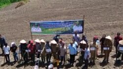 Target 400 Ton: Jagung ‘Sumut Berkah’ Sasar 40 Ha Lahan Samosir, Petani Janji MoU Harga Rp5.500/Kg