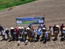 Target 400 Ton: Jagung ‘Sumut Berkah’ Sasar 40 Ha Lahan Samosir, Petani Janji MoU Harga Rp5.500/Kg