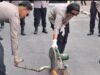 117 Knalpot Brong Dimusnahkan Polres Samosir 