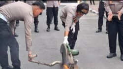 117 Knalpot Brong Dimusnahkan! Polres Samosir 