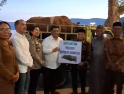 Jaga Toleransi, Bupati Samosir Serahkan Bantuan Hewan Kurban Presiden dan Pemkab untuk Umat Muslim
