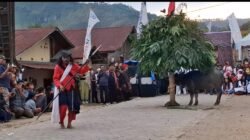 Dari Ritual Jadi Atraksi: Horja Bius di Kaki Pusuk Buhit Tarik Perhatian Perantau Jakarta
