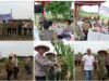 Polres Binjai dan Forkopimda Panen Raya Jagung Serentak Kuartal II & Launching Program Ketahanan Pangan Polri