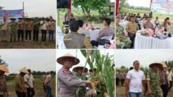 Polres Binjai dan Forkopimda Panen Raya Jagung Serentak Kuartal II & Launching Program Ketahanan Pangan Polri