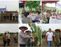 Polres Binjai dan Forkopimda Panen Raya Jagung Serentak Kuartal II & Launching Program Ketahanan Pangan Polri