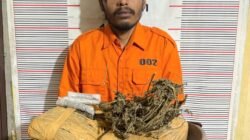 Polsek Bahorok Gagalkan Peredaran 2 Kg Ganja di Bukit Lawang, Seorang Pria Diamankan
