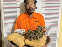 Polsek Bahorok Gagalkan Peredaran 2 Kg Ganja di Bukit Lawang, Seorang Pria Diamankan