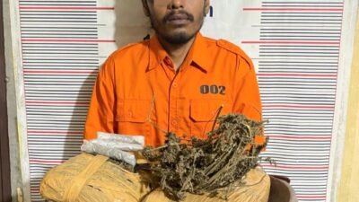 Polsek Bahorok Gagalkan Peredaran 2 Kg Ganja di Bukit Lawang, Seorang Pria Diamankan