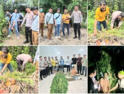 Temukan Tanaman Ganja, Polsek Tanjung Morawa Polresta Deli Serdang Amankan Pelaku