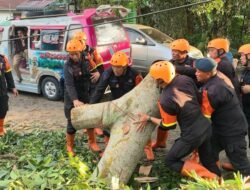 Pohon Tumbang Tutup Akses Jalan, Brimob Sumut Bergerak Cepat Bantu Warga Pematangsiantar