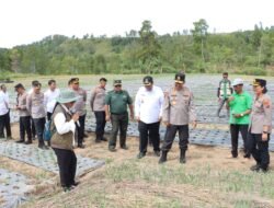 Bupati Samosir & Kapolda Sumut Tinjau Lahan Bawang Putih Simanindo