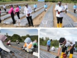 Tanam Bawang Putih Serentak 2026, Bupati Toba Minta Dinas Pertanian Dampingi Agar Bermanfaat Bagi Petani