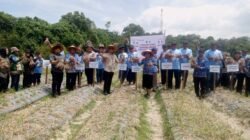 Panen 36 Ton! Kelompok Tani Palipi Raup Rp648 Juta dari Bawang Merah Kolaborasi Sumut Berkah
