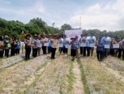 Panen 36 Ton! Kelompok Tani Palipi Raup Rp648 Juta dari Bawang Merah Kolaborasi Sumut Berkah