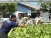 Lapas Sibolga Panen 65 Kg Pakcoy, Wujudkan Pembinaan Kemandirian Berbasis Ketahanan Pangan