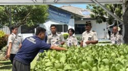 Lapas Sibolga Panen 65 Kg Pakcoy, Wujudkan Pembinaan Kemandirian Berbasis Ketahanan Pangan